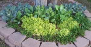 One of the side gardens with four different kinds of lettuce in front of the broc.